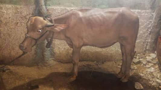 2 phaady for sale