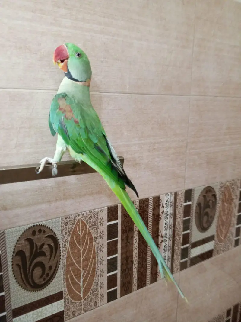 HandTame & Talking Raw parrot