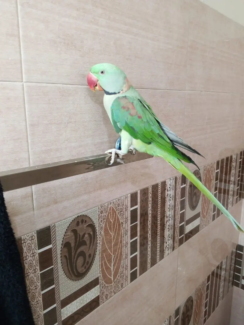 HandTame & Talking Raw parrot — photo 2