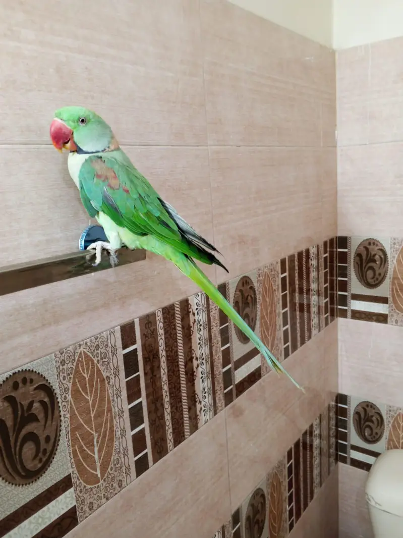 HandTame & Talking Raw parrot — photo 3