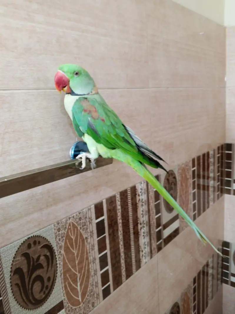 HandTame & Talking Raw parrot — photo 4