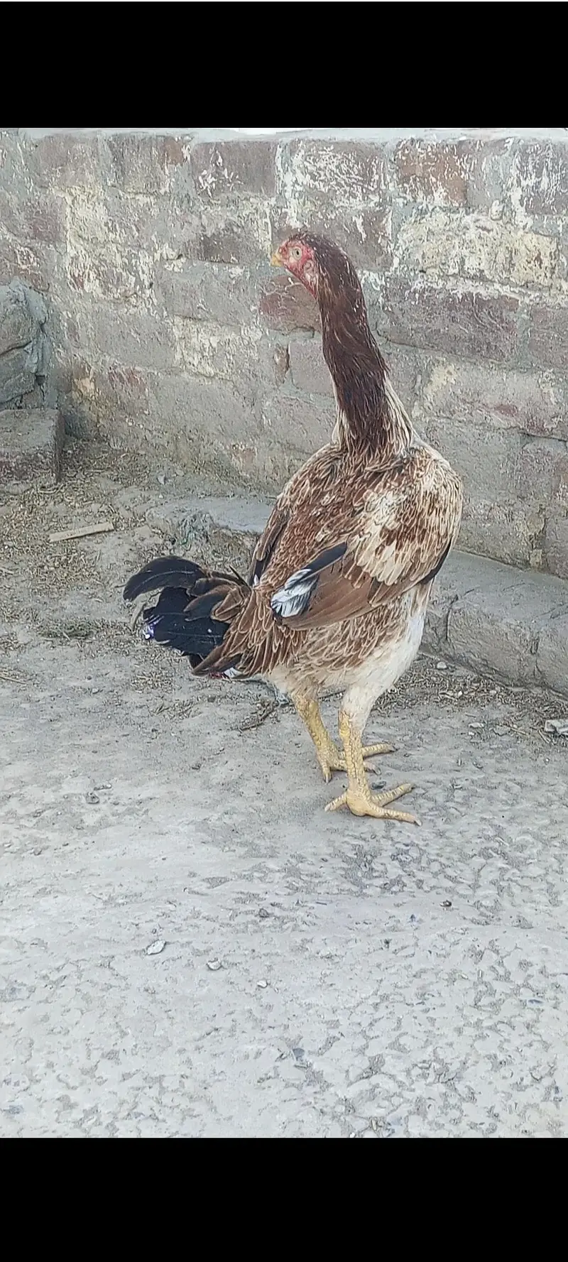 Majid ahmad — photo 3