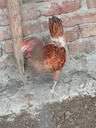 desi hens