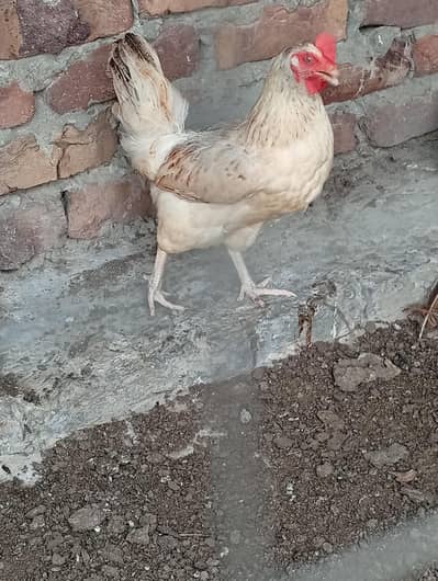 desi hens