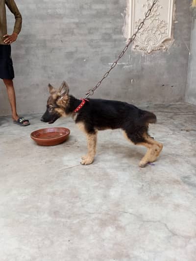 German shepherd breed