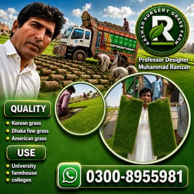american grass