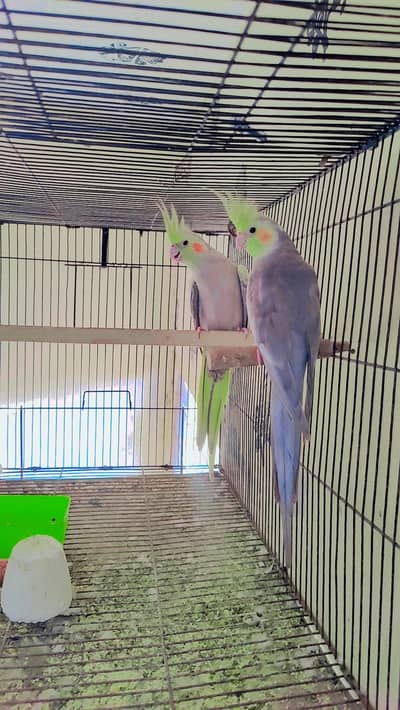 pair male or female
