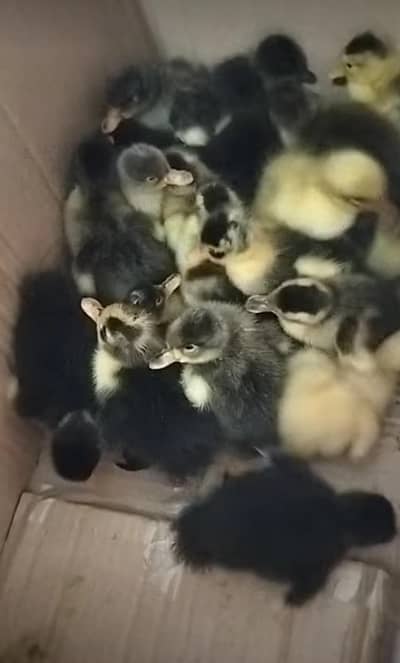 Duck  Chicks 