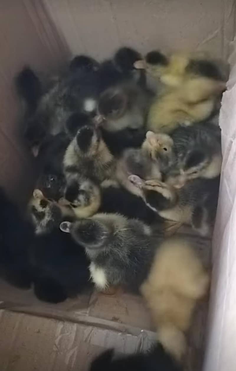 Duck  Chicks  1