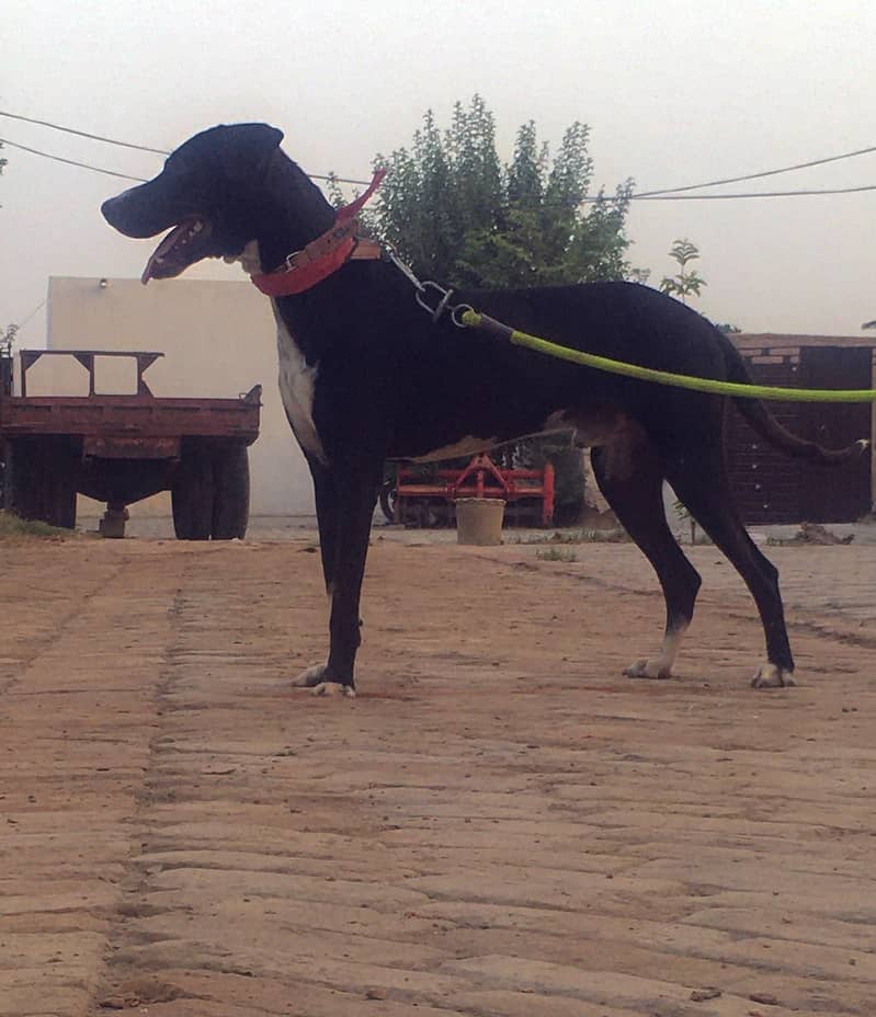 multan 1