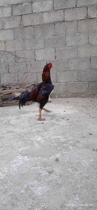 aseel murgah for sell