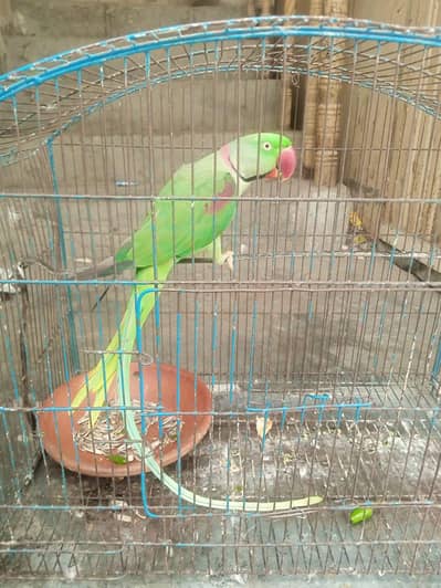 raw parrot breeder male