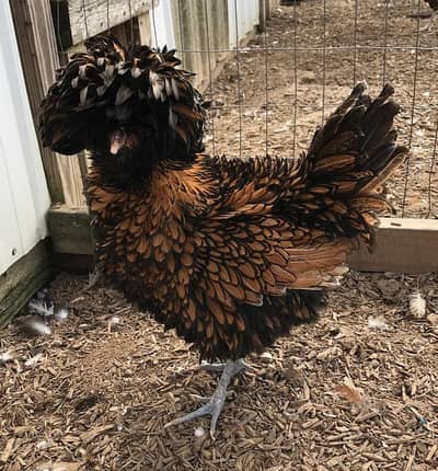 Fancy chicks for sale