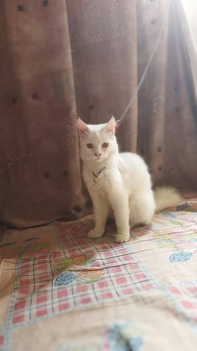 PERSIAN CAT