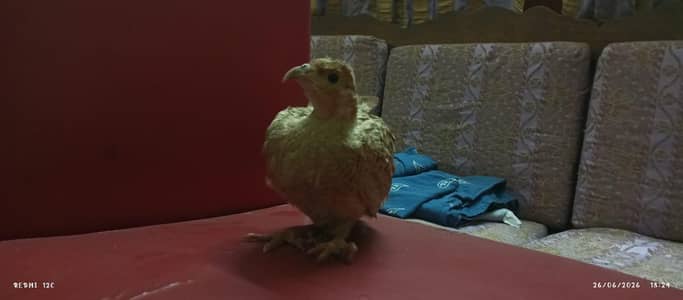 Black Farancolin Dakni Titar Breder female Aur 3 bache 2 Irani 1 dakni