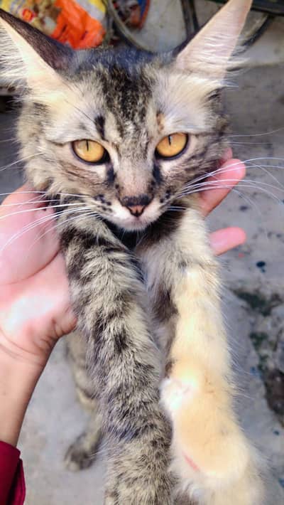 Persian Tabby