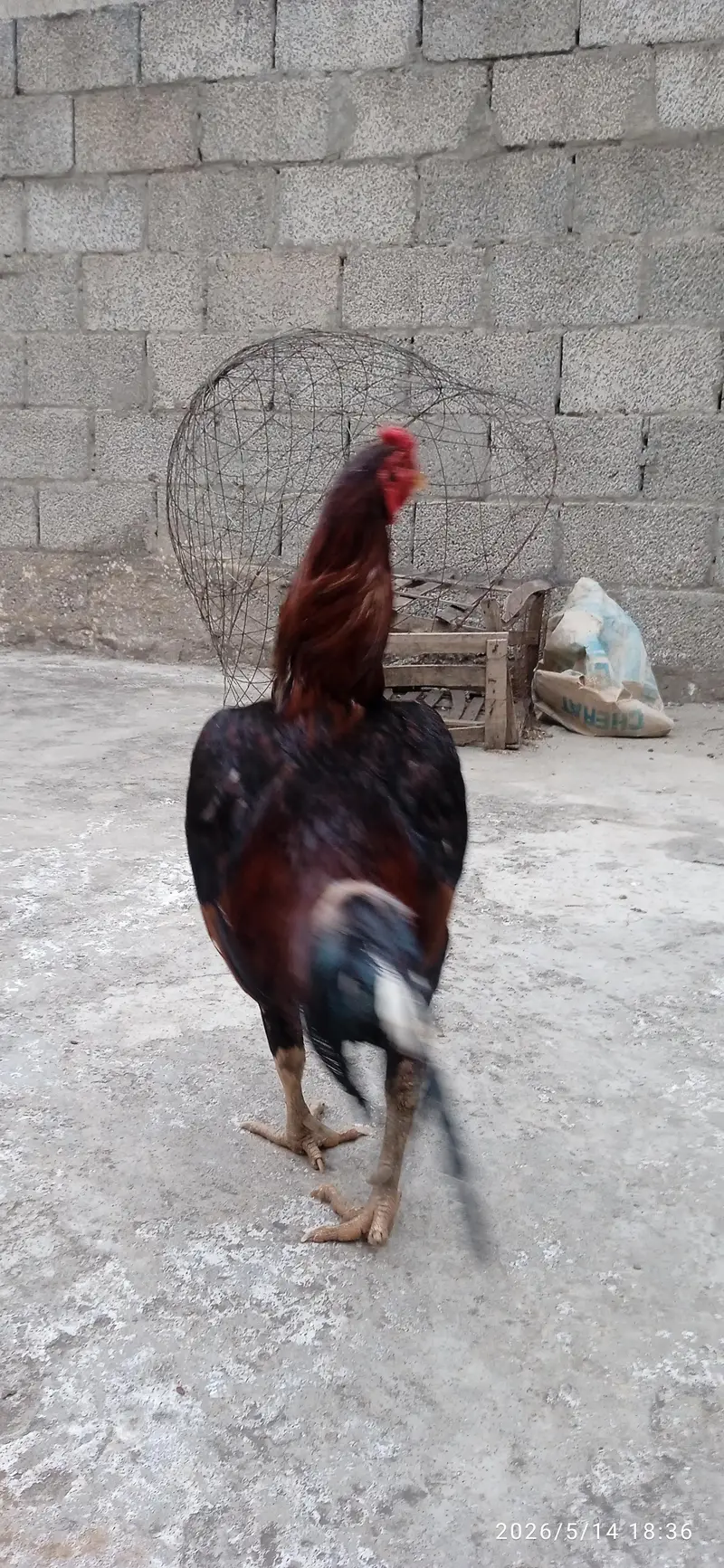 aseel murgah for sell — photo 2
