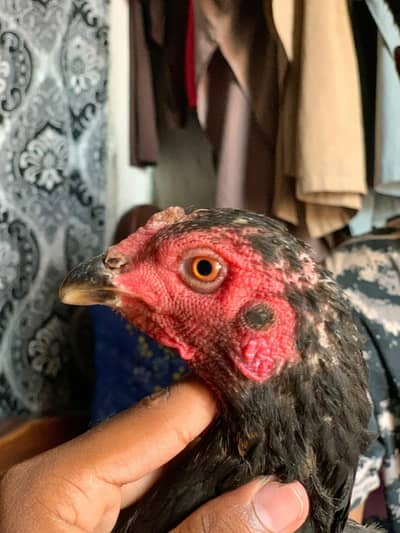 aseel murgi 6 egg available egg laying