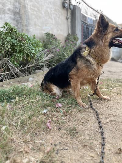 German Shepherd  dog female family dog contact number 03142979832