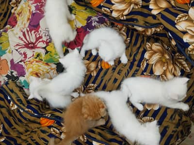 Persian kitten