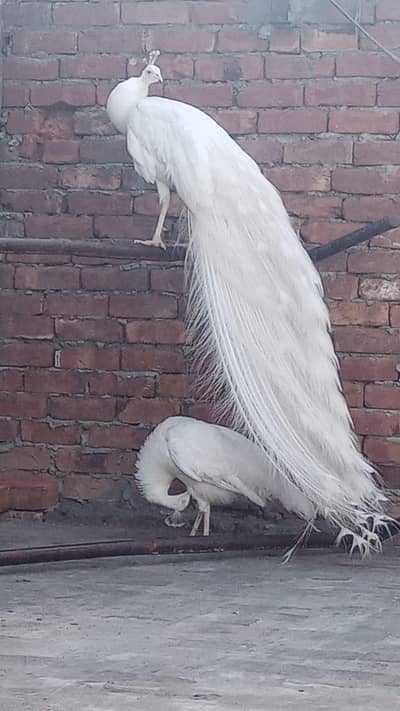 Paper White  Peacock Pair 