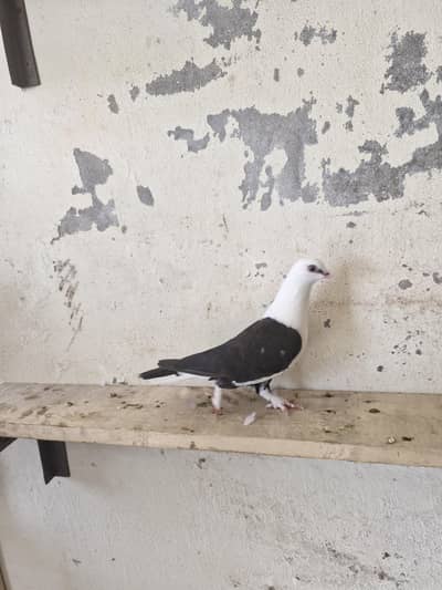 Sherazi pair for sale