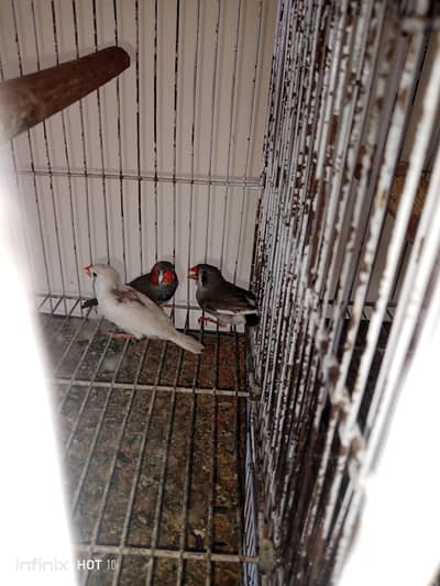 zebra & Snow White finch
