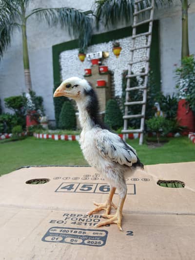 shamo chicks pure high quality