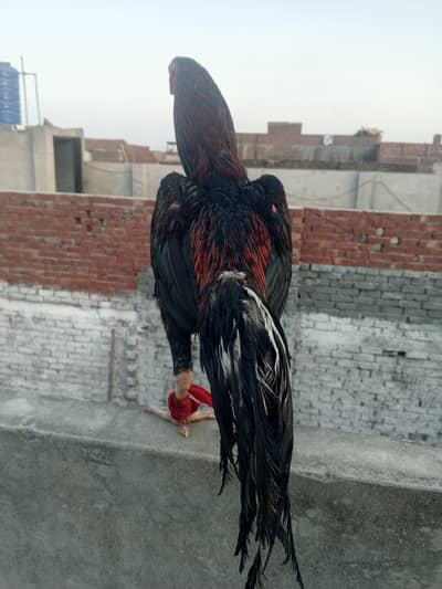 Aseel Mianwali
