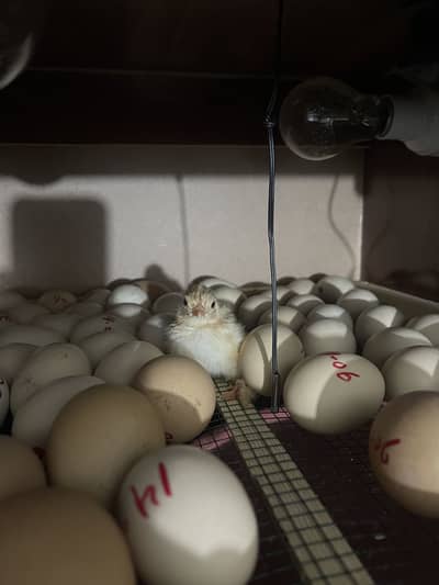 Golden heavy buff chicks