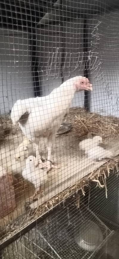 Aseel Heera family urgently for Sale