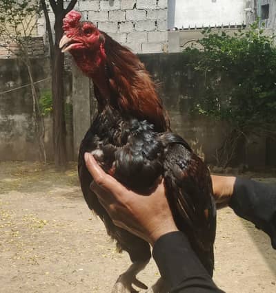 Adeel birds