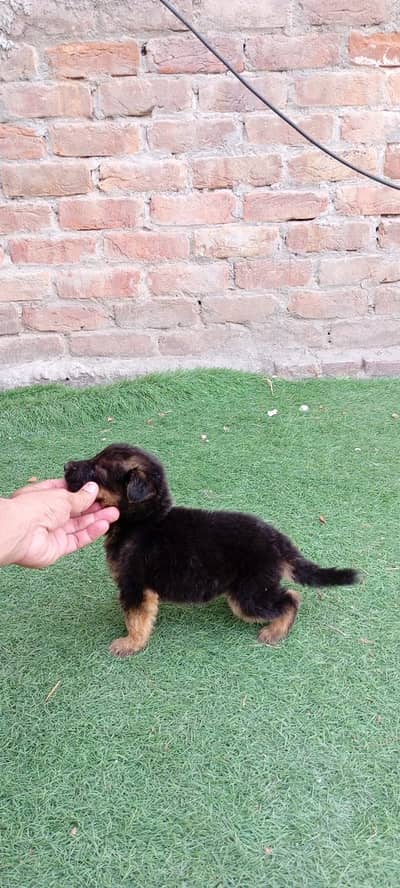 GSD puppy for sale long coat