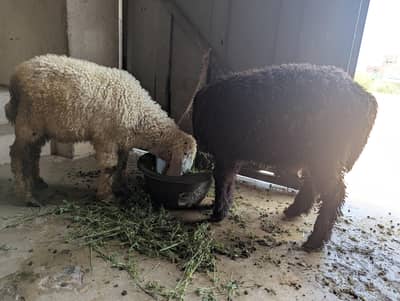 Sheep Pair for urgent sale