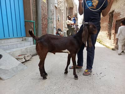 betal Bakra