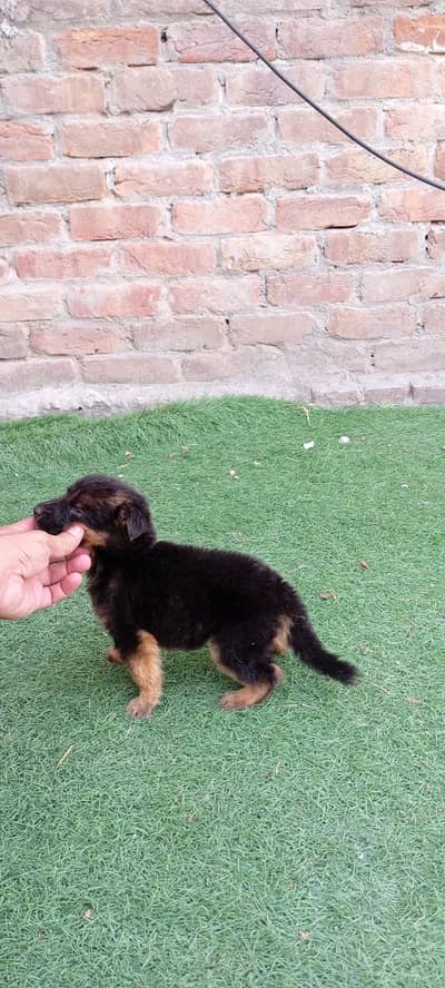 GSD puppy for sale long coat