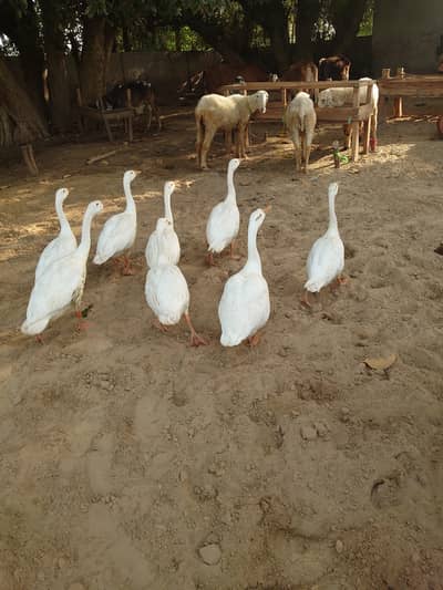Long Neck White Ducks