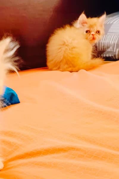 pure peke face kitten