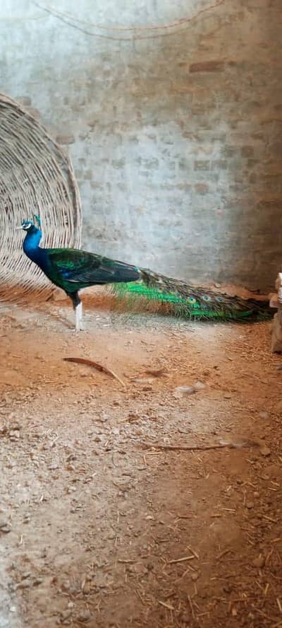 Peacock for Sale