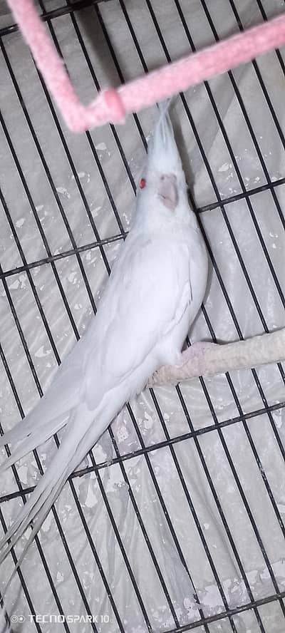 white cocktail