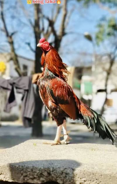 Aseel chicks