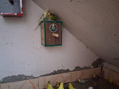 australian parrot 10 pair