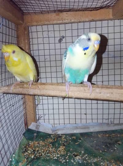 buggies parrot sale  urgent breeding