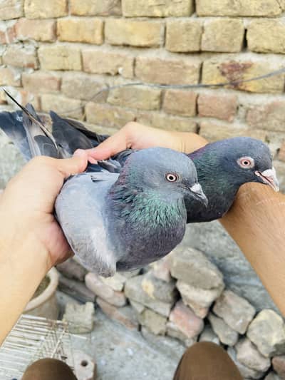 Breeder Pigeon full setup