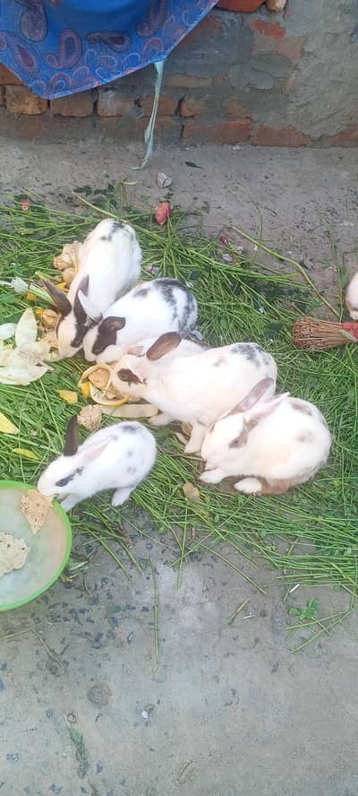 rebits for sale