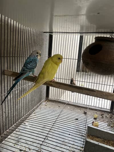 aoa budgie avalibal urjant sale