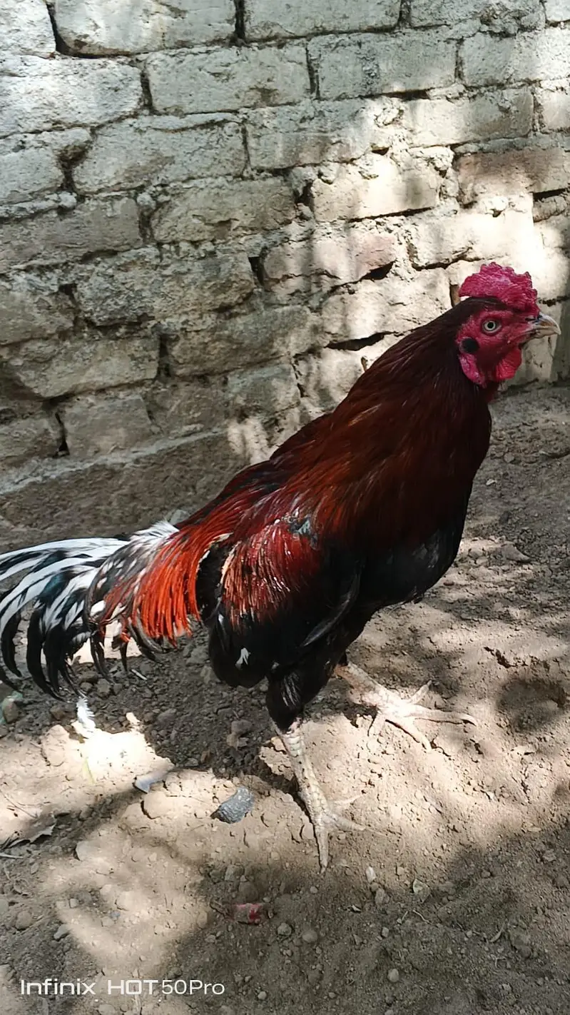 PURE DESI BREEDER PAIR FOR SALE