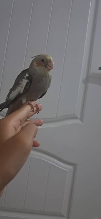 Hand Tame Cocktail Grey Color