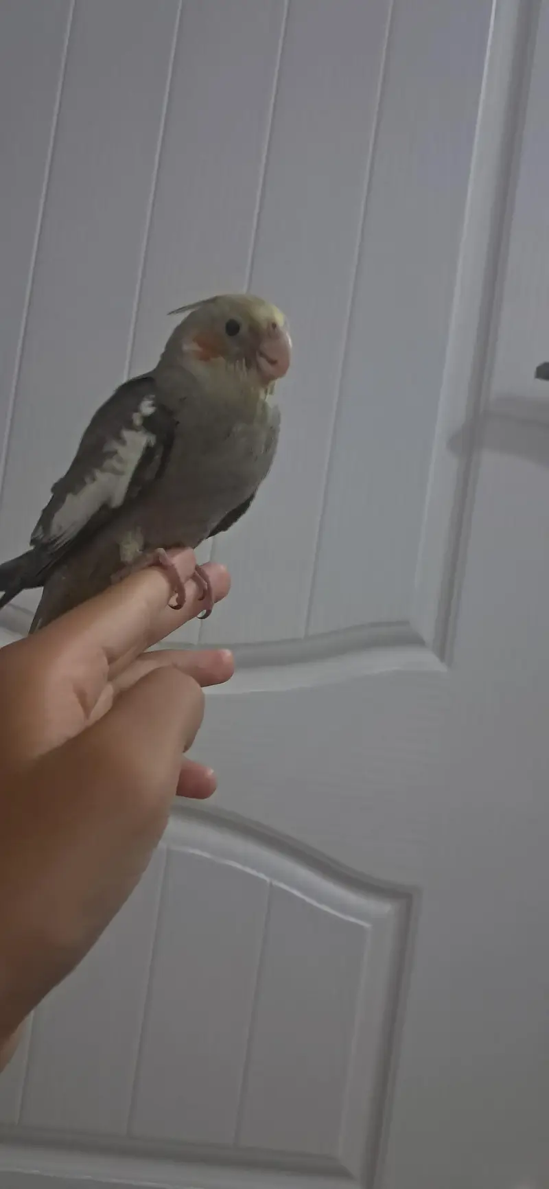 Hand Tame Cocktail Grey Color