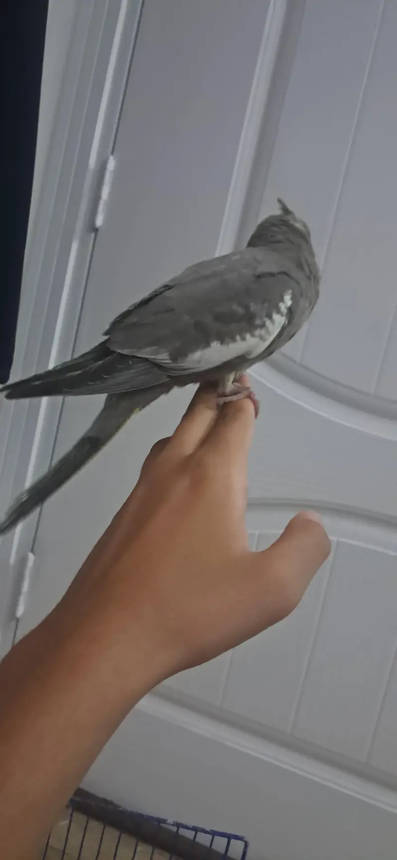 Hand Tame Cocktail Grey Color — photo 2